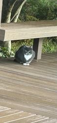 Found/Stray Unknown Cat last seen 238th St NE & 35th Ave NE Arlington WA, Snohomish County, WA 98223