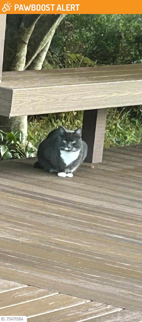 Found/Stray Unknown Cat last seen 238th St NE & 35th Ave NE Arlington WA, Snohomish County, WA 98223