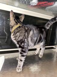 Found/Stray Unknown Cat last seen Meadowood Park, Madison, WI 53711