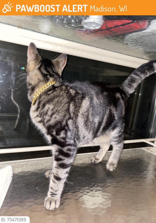 Found/Stray Unknown Cat last seen Meadowood Park, Madison, WI 53711