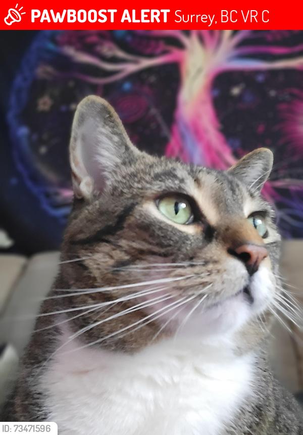 Lost Male Cat last seen Brentwood and park, Surrey, BC V3R 2C9