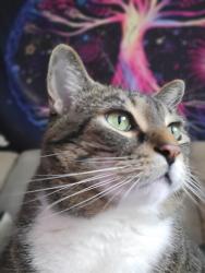 Lost Male Cat last seen Brentwood and park, Surrey, BC V3R 2C9