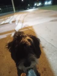 Found/Stray Male Dog last seen Guy J Tedesco park, Desert Hot Springs, CA 92240