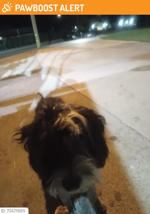 Found/Stray Male Dog last seen Guy J Tedesco park, Desert Hot Springs, CA 92240