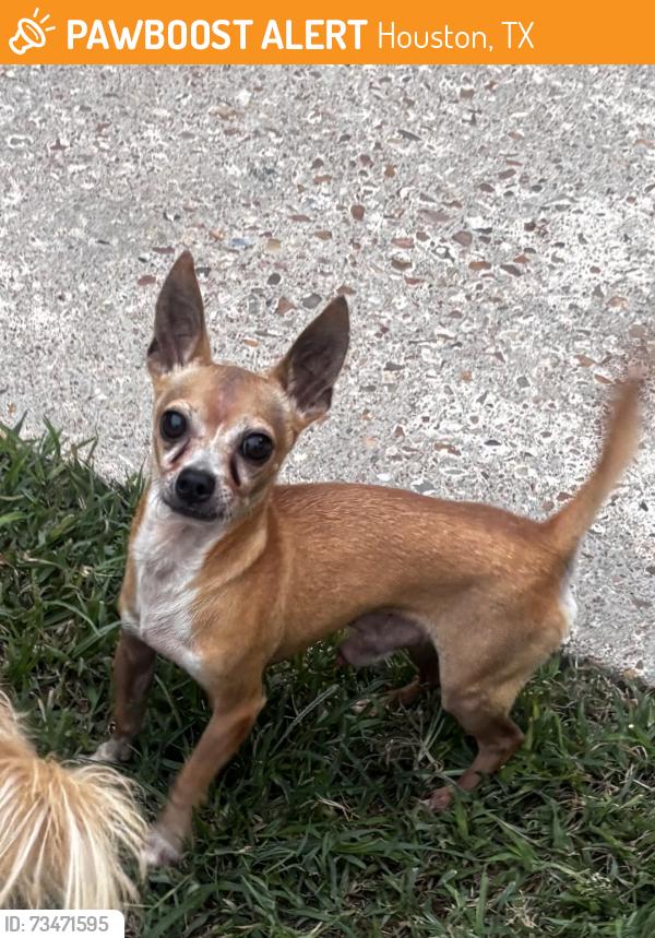 Found/Stray Male Dog last seen Park Terrace apmts, Houston, TX 77079