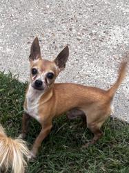 Found/Stray Male Dog last seen Park Terrace apmts, Houston, TX 77079