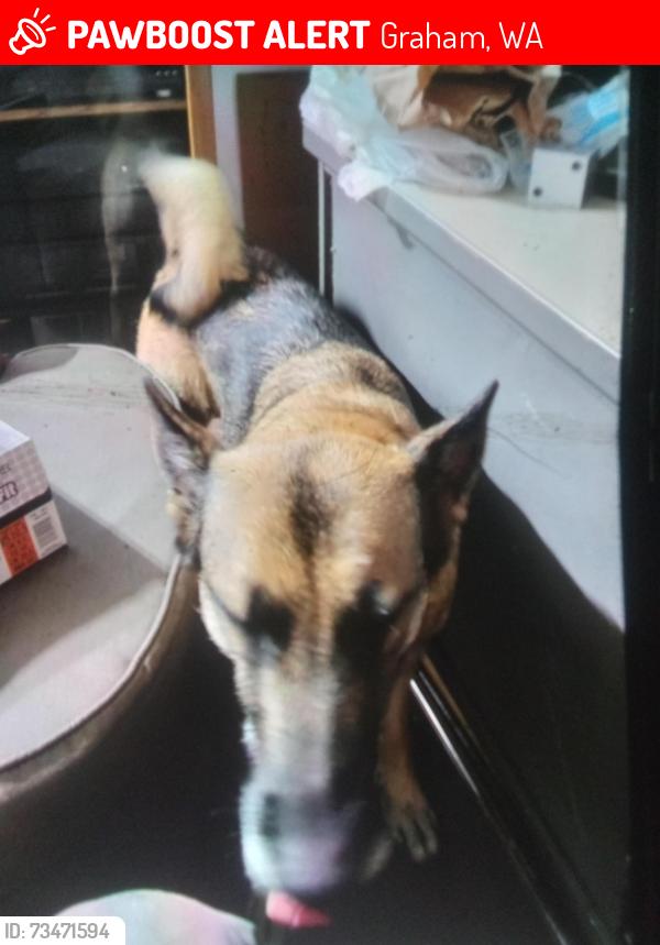 Lost Female Dog last seen Near 48th Ave e Graham, Graham, WA 98338