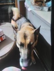 Lost Female Dog last seen Near 48th Ave e Graham, Graham, WA 98338