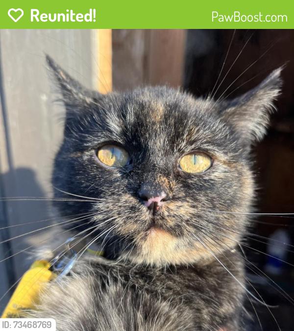 Reunited Female Cat last seen Yellowstone Ln, Yorkville, IL 60560