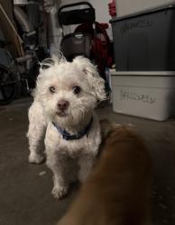 Found/Stray Male Dog last seen pierre & curt way, Walnut, CA 91789