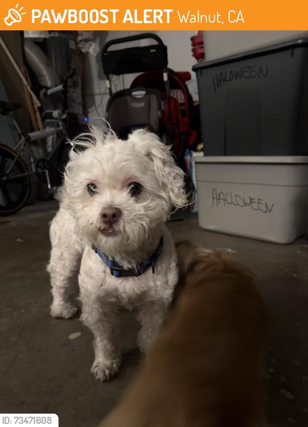 Found/Stray Male Dog last seen pierre & curt way, Walnut, CA 91789