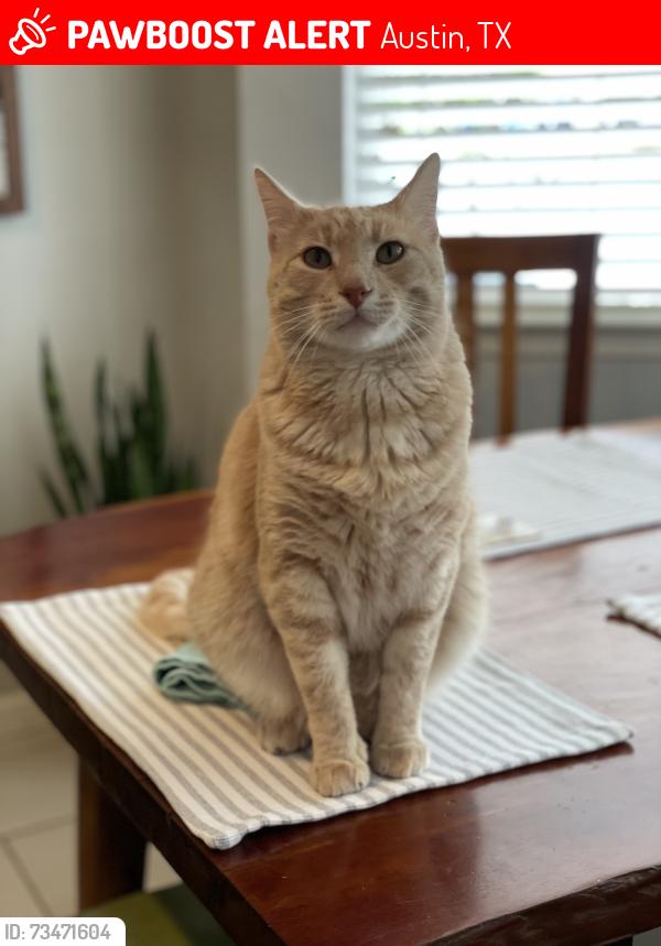 Lost Male Cat last seen 1st Street & Emerald Wood Dr, Austin, TX 78745