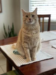 Lost Male Cat last seen 1st Street & Emerald Wood Dr, Austin, TX 78745
