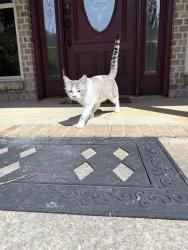 Lost Male Cat last seen Doss Ferry, Kimberly, AL 35091
