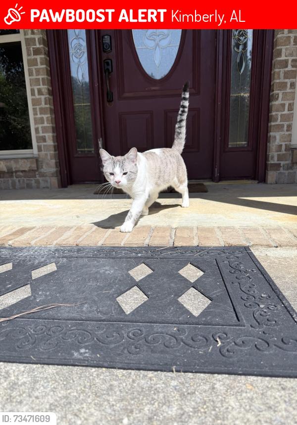 Lost Male Cat last seen Doss Ferry, Kimberly, AL 35091