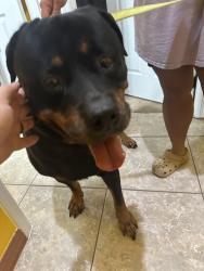 Reunited Male Dog last seen Canterbury Cove Dr./Lethbridge Dr. and Creswick Cir., Orlando, FL 32829