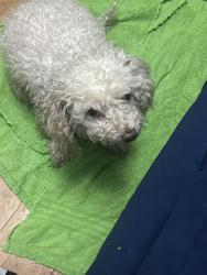 Found/Stray Female Dog last seen Saratoga/ Brawley, Fresno, CA 93705