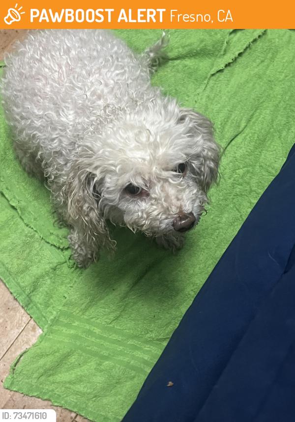 Found/Stray Female Dog last seen Saratoga/ Brawley, Fresno, CA 93705