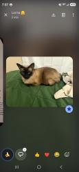 Lost Female Cat last seen Near Moraine Ave, Hilliard, OH 43026