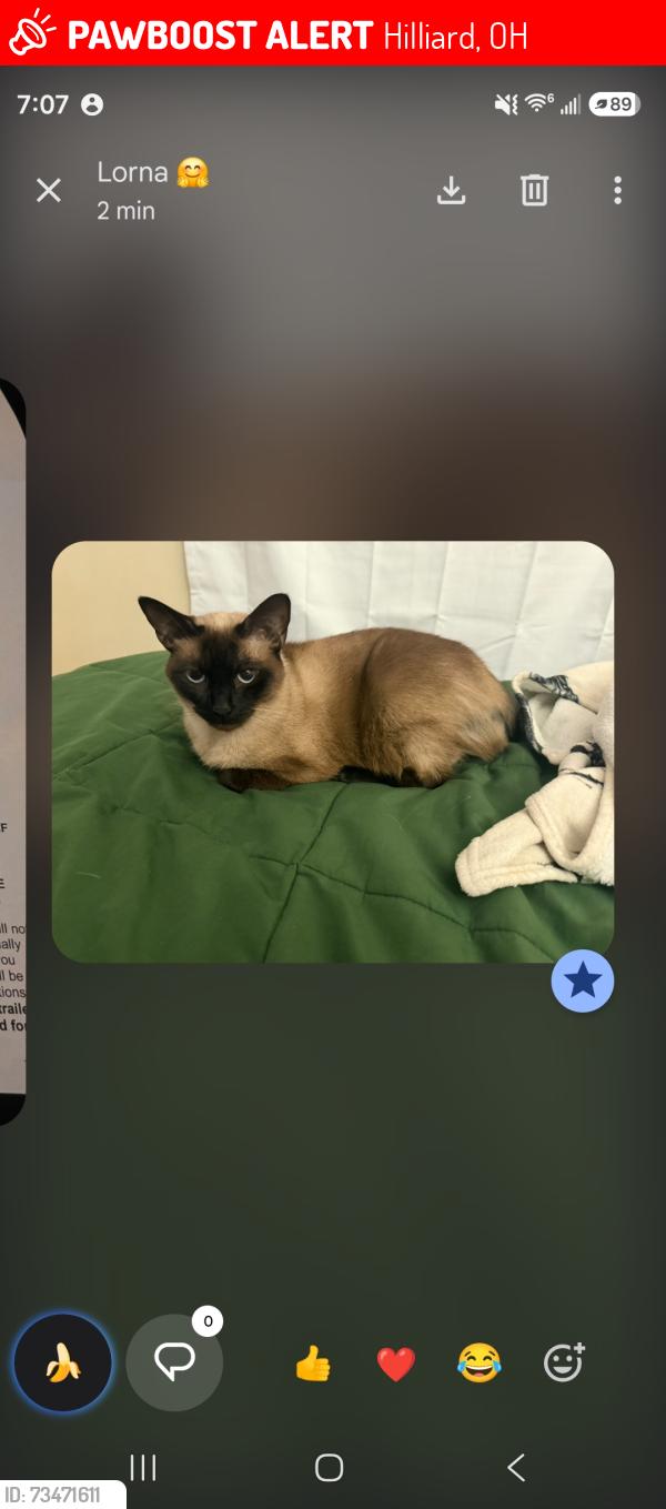 Lost Female Cat last seen Near Moraine Ave, Hilliard, OH 43026