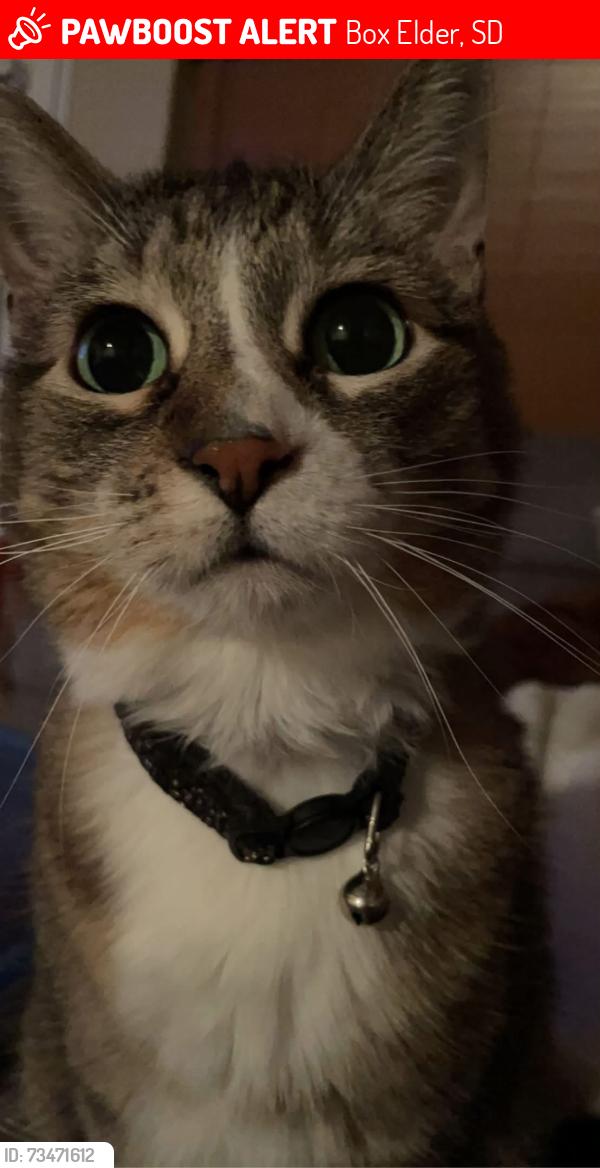 Lost Female Cat last seen At our hse, Box Elder, SD 57719