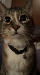 Lost Female Cat last seen At our hse, Box Elder, SD 57719
