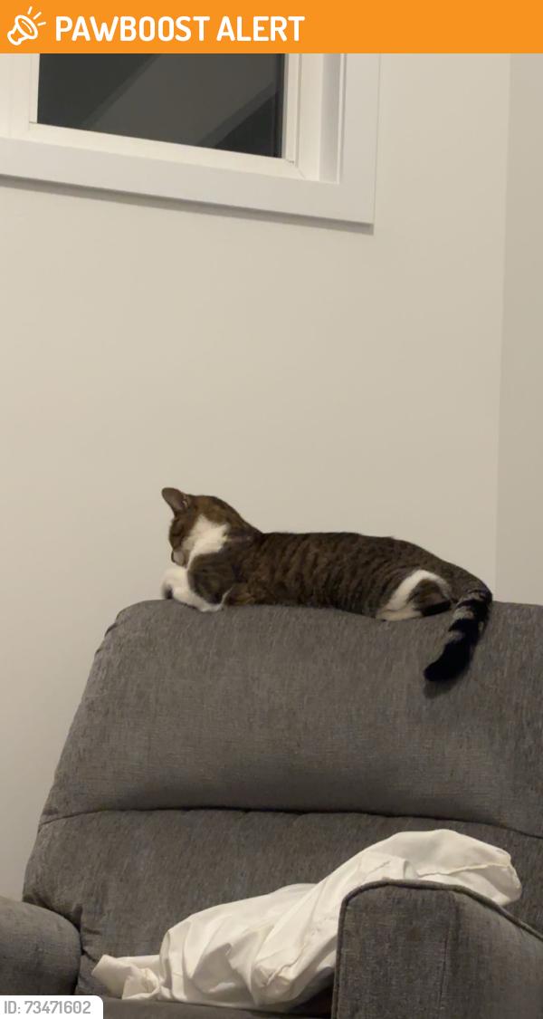 Lost Female Cat last seen Near Centre St, Mount Albert, East Gwillimbury, ON L0G 1M0
