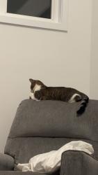 Lost Female Cat last seen Near Centre St, Mount Albert, East Gwillimbury, ON L0G 1M0