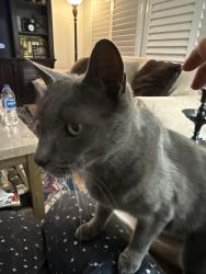 Found/Stray Unknown Cat last seen Lincoln, Corona, CA 92882
