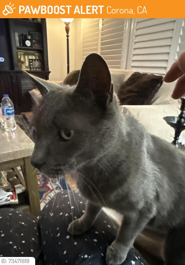 Found/Stray Unknown Cat last seen Lincoln, Corona, CA 92882
