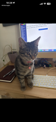 Lost Female Cat last seen Near Catoctin ave, Las Vegas, NV 89139