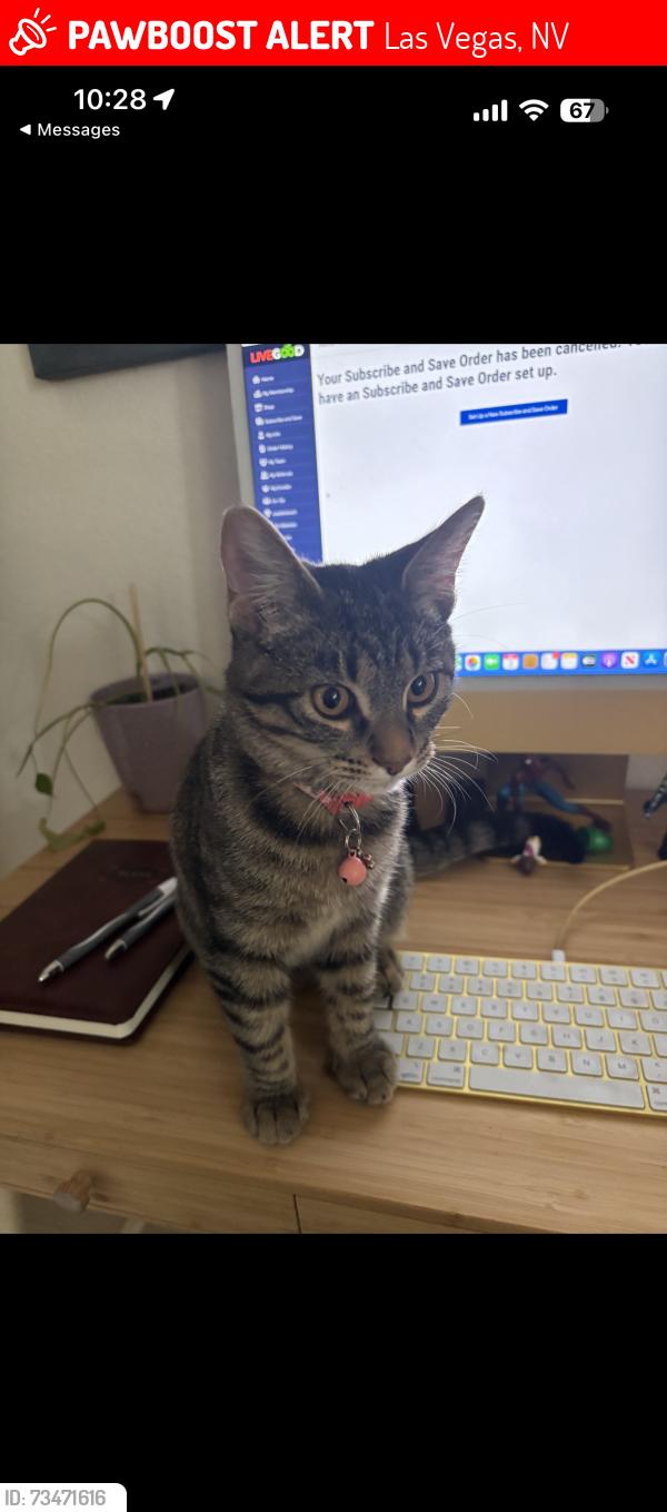 Lost Female Cat last seen Near Catoctin ave, Las Vegas, NV 89139