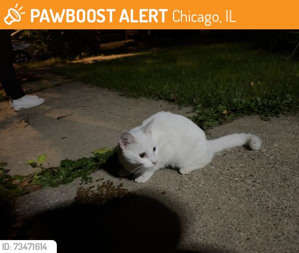 Found/Stray Female Cat last seen Laramie and Parker, Chicago, IL 60639