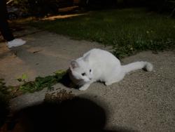 Found/Stray Female Cat last seen Laramie and Parker, Chicago, IL 60639