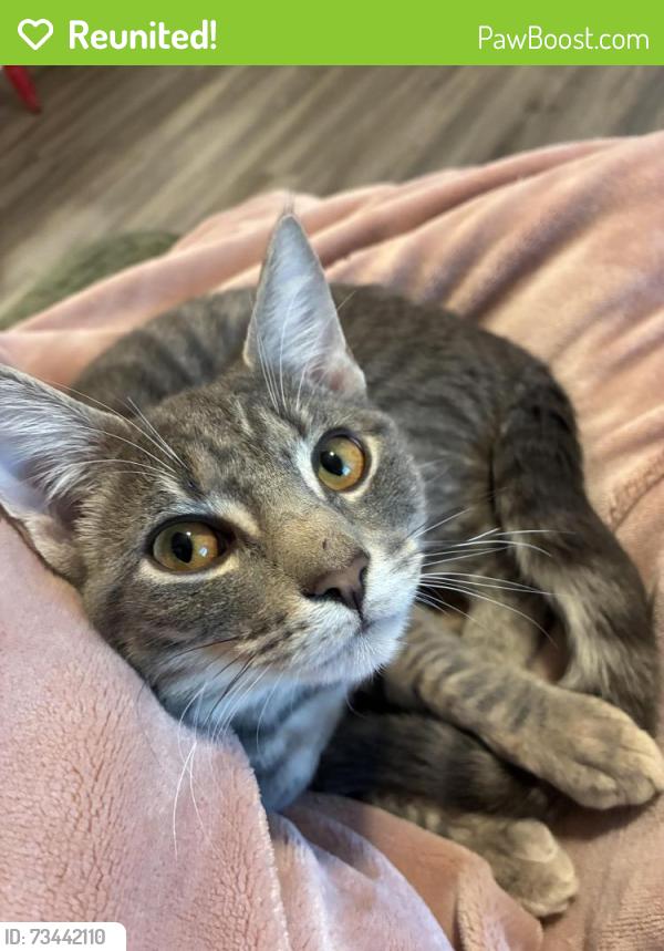 Reunited Male Cat last seen Target Kannapolis NC, Concord, NC 28027