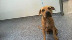 Shelter Stray Female Dog last seen CHARLOTTE, 8315 Byrum Dr, Charlotte, NC 28217, USA