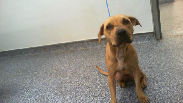 Shelter Stray Female Dog last seen CHARLOTTE, 8315 Byrum Dr, Charlotte, NC 28217, USA