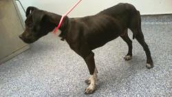 Shelter Stray Male Dog last seen CHARLOTTE, 8315 Byrum Dr, Charlotte, NC 28217, USA