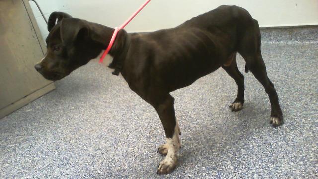 Shelter Stray Male Dog last seen CHARLOTTE, 8315 Byrum Dr, Charlotte, NC 28217, USA
