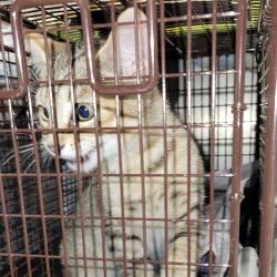 Shelter Stray Male Cat last seen NORTH KNOLL, 4710 TX-151, San Antonio, TX 78227, USA