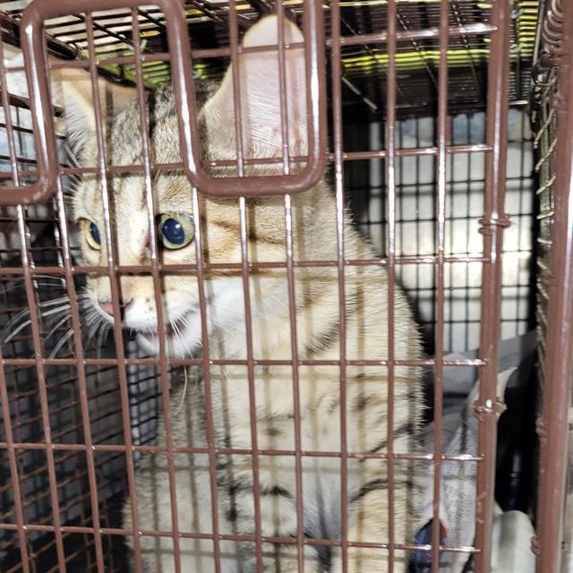 Shelter Stray Male Cat last seen NORTH KNOLL, 4710 TX-151, San Antonio, TX 78227, USA
