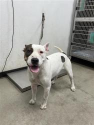 Shelter Stray Female Dog last seen Near BLOCK E CALIFORNIA AVE FRESNO CA 93706, 5277 E Airways Blvd, Fresno, CA 93727, USA