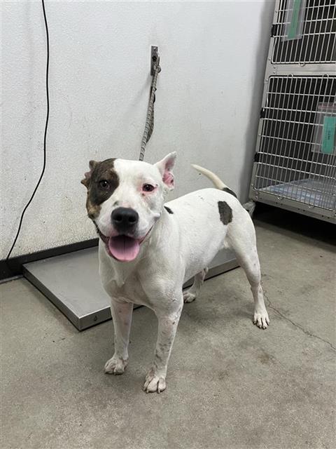 Shelter Stray Female Dog last seen Near BLOCK E CALIFORNIA AVE FRESNO CA 93706, 5277 E Airways Blvd, Fresno, CA 93727, USA