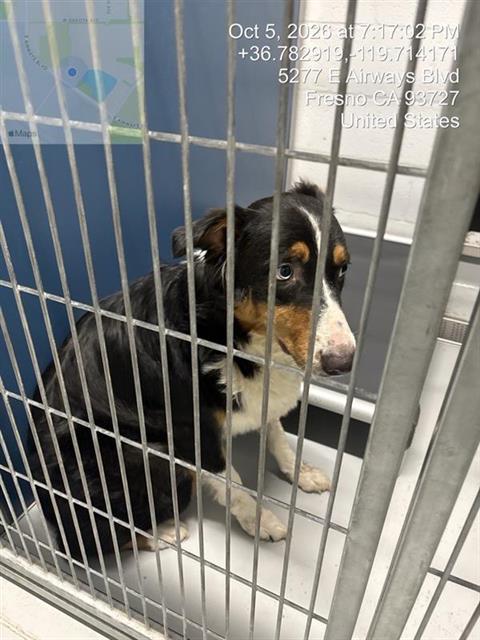 Shelter Stray Female Dog last seen Near BLOCK N FRESNO ST FRESNO 93710, 5277 E Airways Blvd, Fresno, CA 93727, USA
