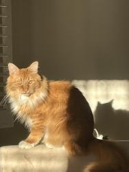 Lost Male Cat last seen 48th/F st., Sacramento, CA 95819