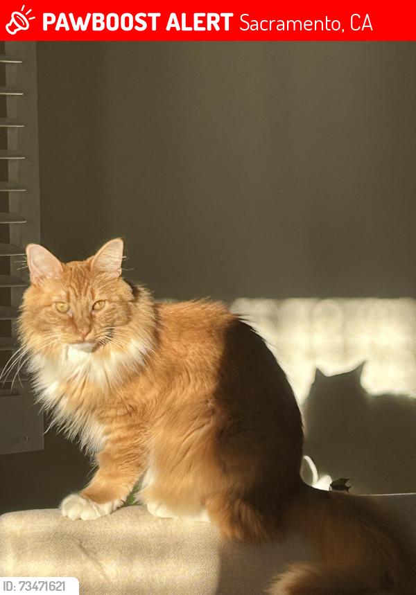 Lost Male Cat last seen 48th/F st., Sacramento, CA 95819