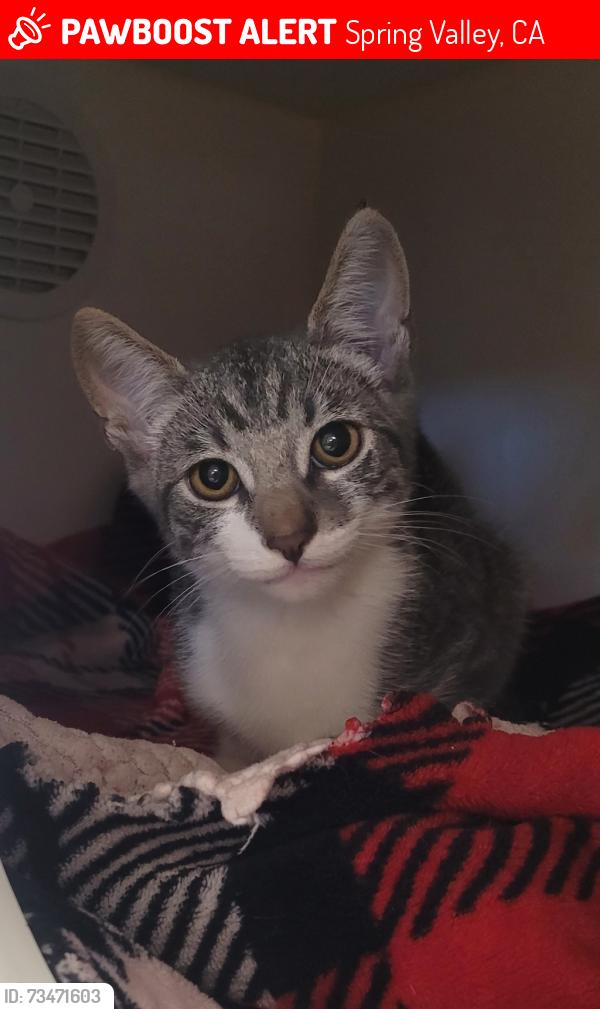 Lost Male Cat last seen Spring Valley Veterinary Clinic (Campo Road between S Barcelona and S Cordoba, Spring Valley, CA 91977