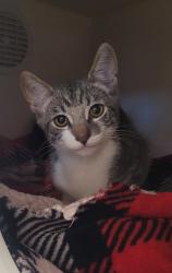 Lost Male Cat last seen Spring Valley Veterinary Clinic (Campo Road between S Barcelona and S Cordoba, Spring Valley, CA 91977