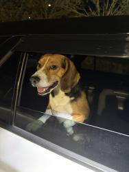 Found/Stray Male Dog last seen Gary’s Tipico, Lowell, MA 01852
