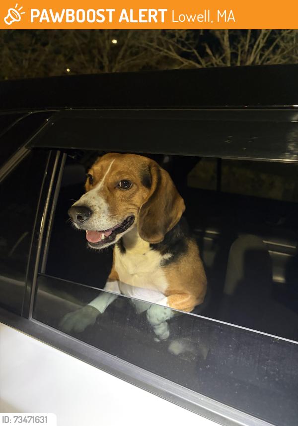 Found/Stray Male Dog last seen Gary’s Tipico, Lowell, MA 01852